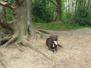 Dog on tree trunk