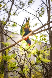 Low angle view of bird perching on tree