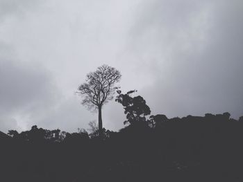 Low angle view of trees against sky