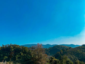 Scenic view of forest against clear blue sky