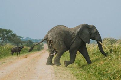 An elephant crossing the road in uganda. buffalo is in the background.