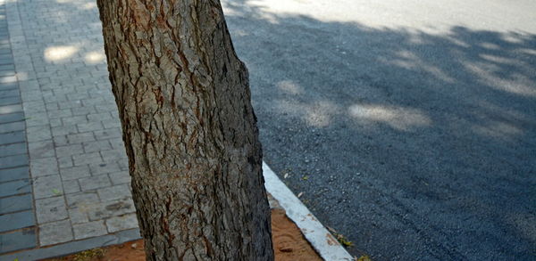 High angle view of tree trunk