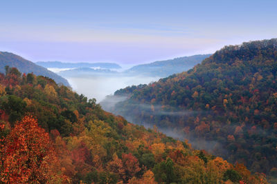 Autumn trees growing on mountains against sky during foggy weather