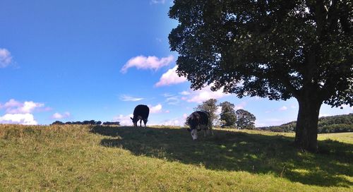 Cows grazing on field against sky