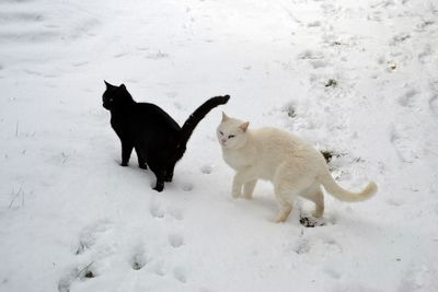 Dogs on snow