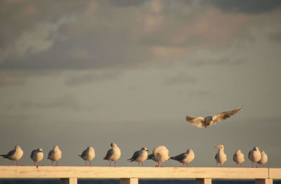 Seagulls perching on fence against sky