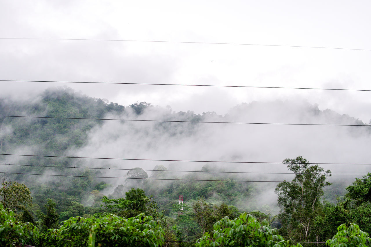 SCENIC VIEW OF FOREST