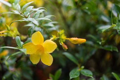 Close-up of wet yellow flowering plant