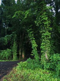 Trees in forest