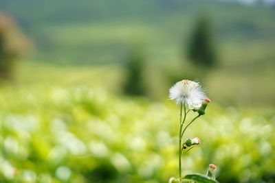 Close-up of flower blooming outdoors