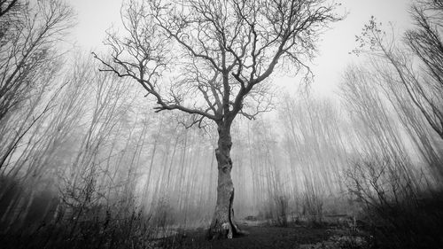 Bare trees in foggy weather