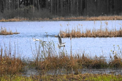 View of birds in lake