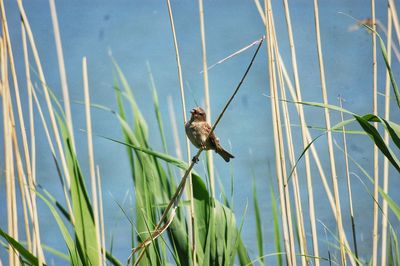 Bird perching on grass against lake