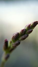 Close-up of plant against blurred background