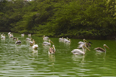 Ducks swimming in lake