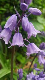Close-up of purple flowers blooming outdoors