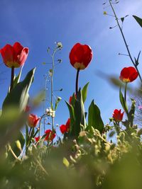 Low angle view of red flowers