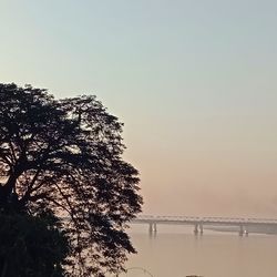 Silhouette tree by sea against clear sky during sunset