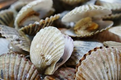 Close-up of steamed scallops