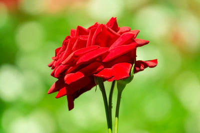 Close-up of red rose flower