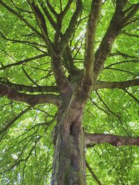 Low angle view of tree in forest