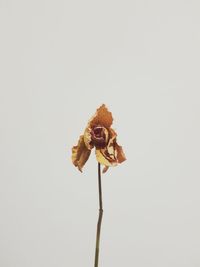 Close-up of wilted flower against white background