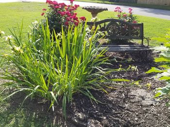 Plants growing in park