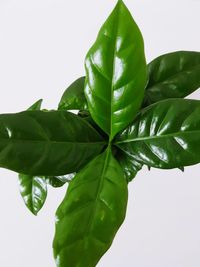 Close-up of fresh green leaf against sky