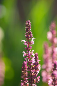 Close-up of pink flowering plant