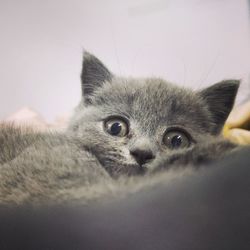 Close-up portrait of a cat