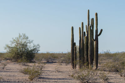 Cactus in desert against clear sky