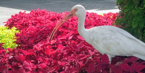 Close-up of a bird on red flower