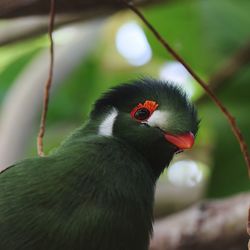 Close-up of bird perching on leaf