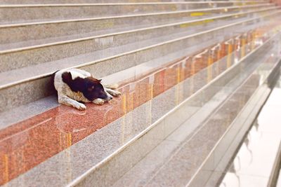 High angle view of dog relaxing on staircase