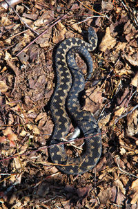 animal