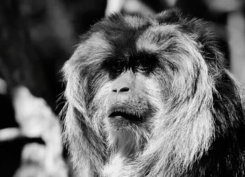 Close-up of a monkey in black and white 