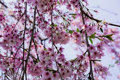 Close-up of pink cherry blossoms in spring