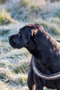 Close-up of dog on field