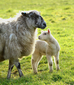 Sheep on field