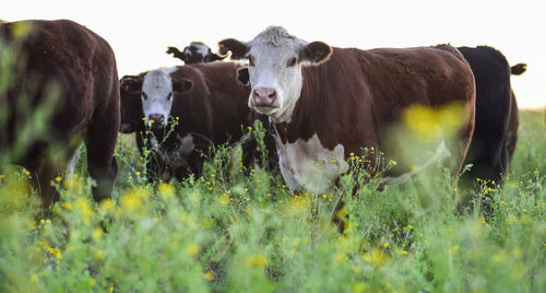 Cows on field