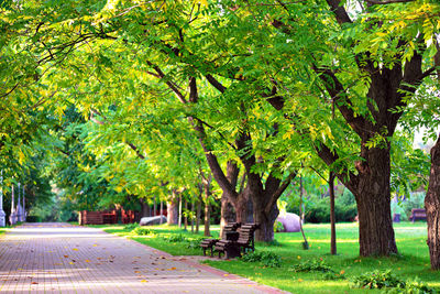 Trees in park