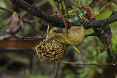 Close-up of fruits growing on tree