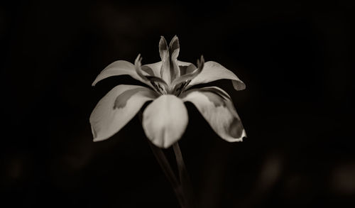 Close-up of fresh flower blooming against black background