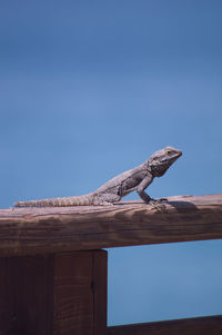 Low angle view of lizard on wood against sky