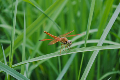 Close-up of insect on grass