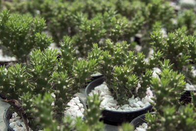 Close-up of potted plants on tree