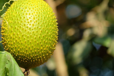 Close-up of yellow flowering plant