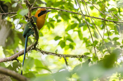 Low angle view of bird perching on tree