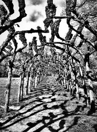 Shadow of tree on ground