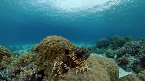Fish swimming in sea